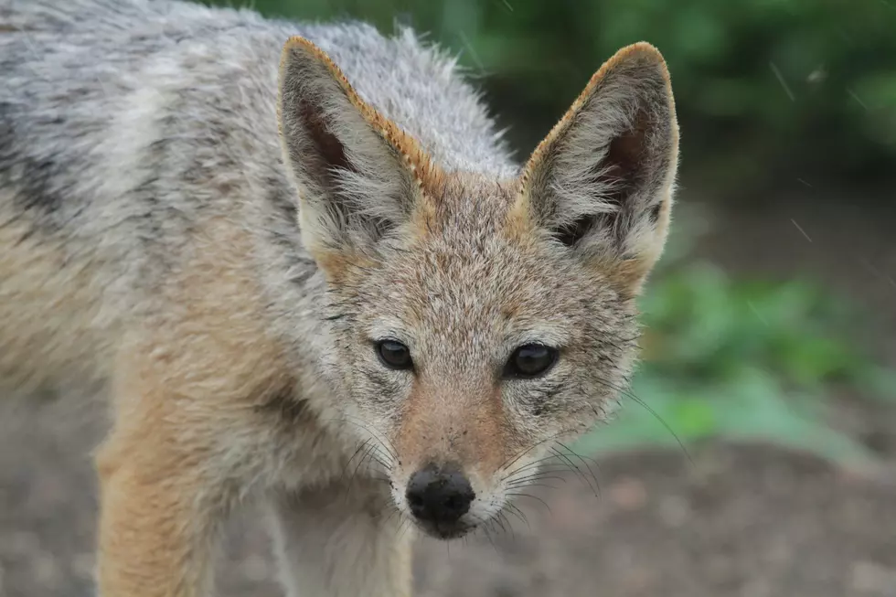 518 News, gray fox, New York