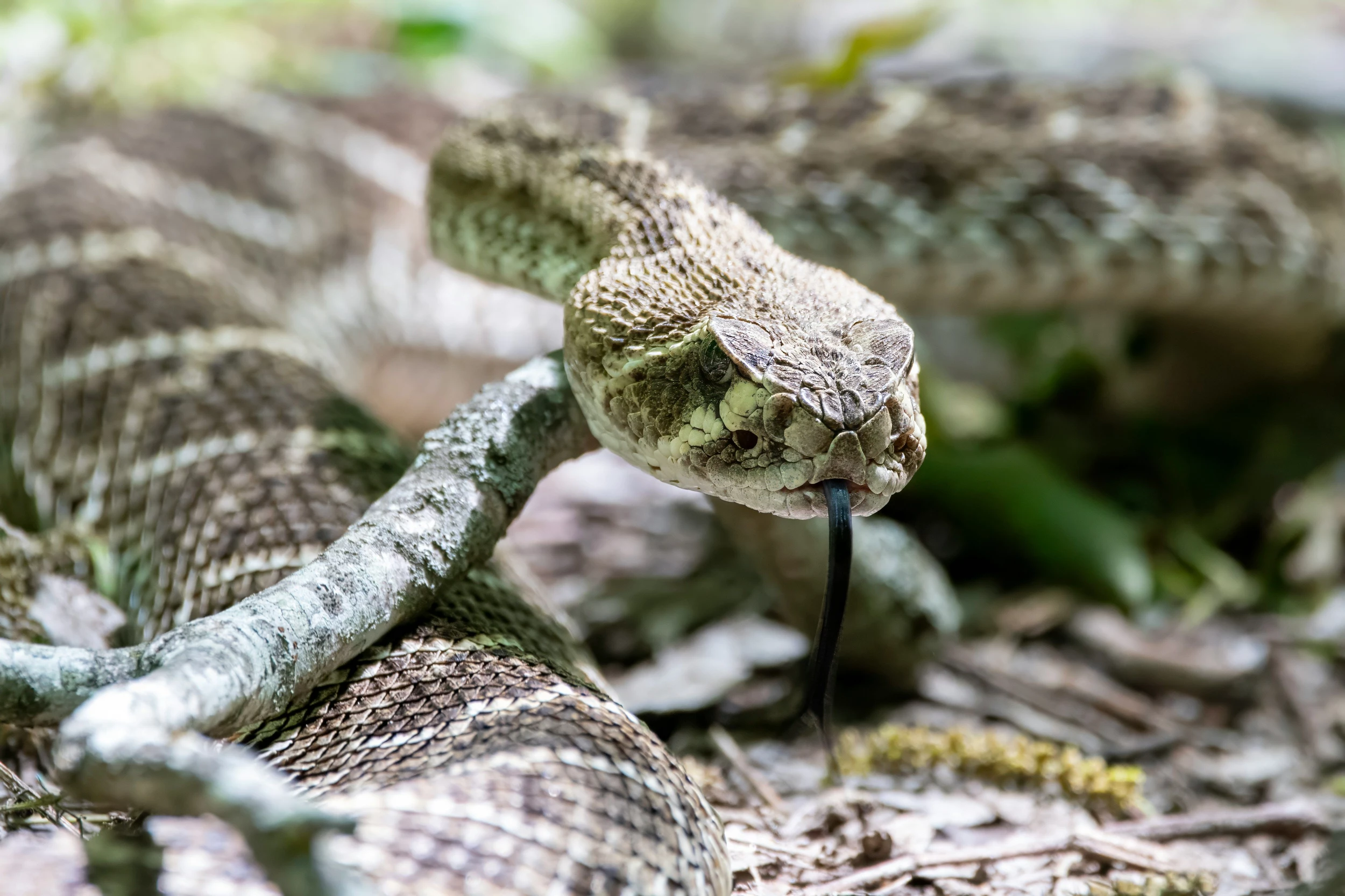 What You Need To Know About Rattlesnakes In New York