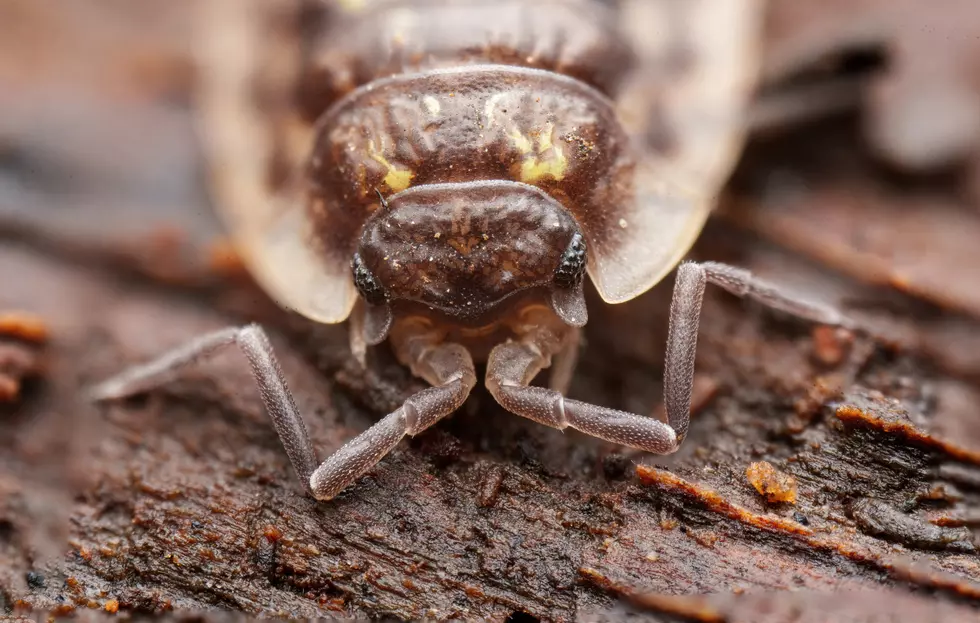 Bed Bugs Have Invaded These Three New York Cities