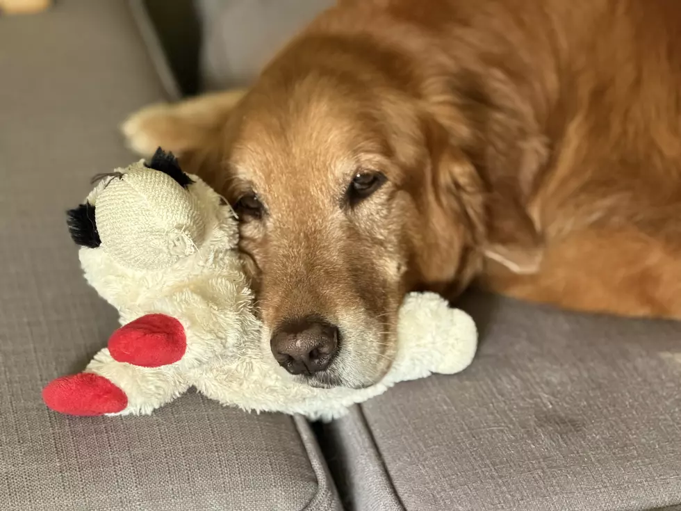 Golden Retriever Wilson Missing Near Ballston Spa Since Wednesday Morning