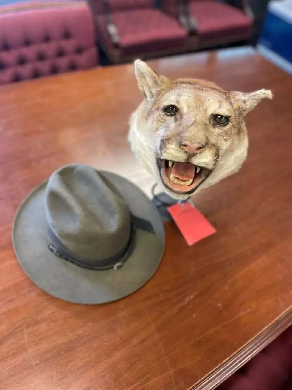 New York Antique Dealer Faces Charges For Illegal Mountain Lion Head