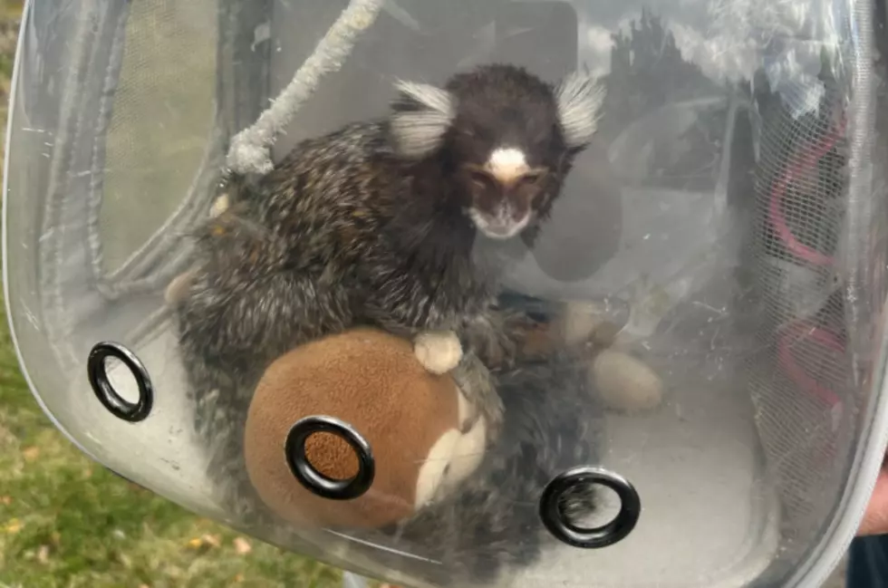 New York Man Charged With Felony For Selling Illegal Marmoset