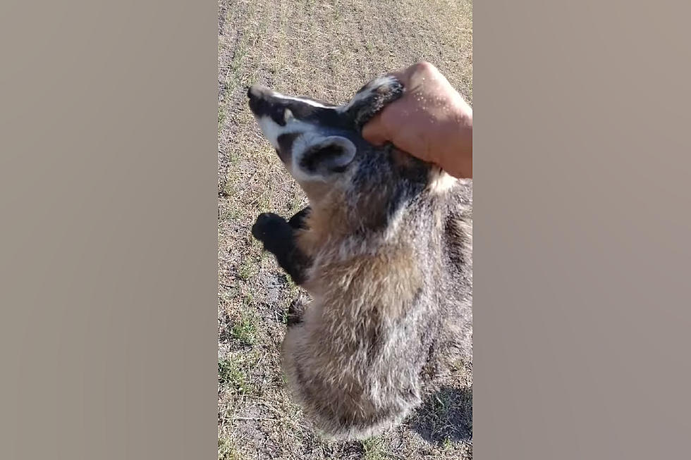 Hunter Calling Coyotes, Gets Badger Instead - Picks Up Barehanded