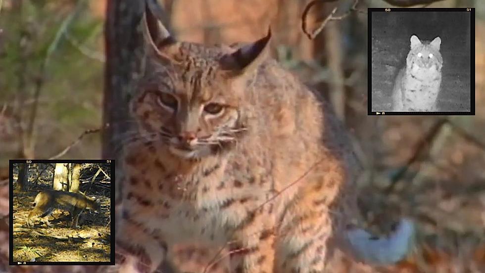 Trail Cam Videos Show Bobcat Sightings on the Rise in Missouri