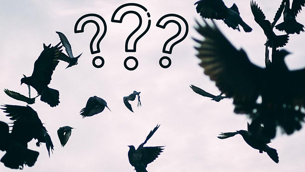 Hitchcock Mystery – What’s Killing All the Crows in Missouri?