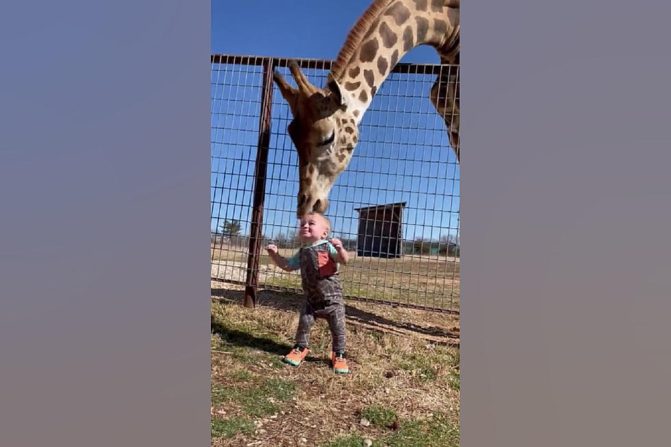 Watch a Giraffe Give a Missouri Kid a Big Ole Kiss on the Head