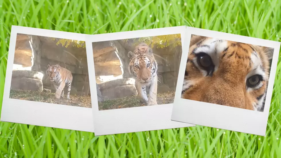 Watch Whirl the Illinois Zoo Tiger Clean a Camera the Tiger Way
