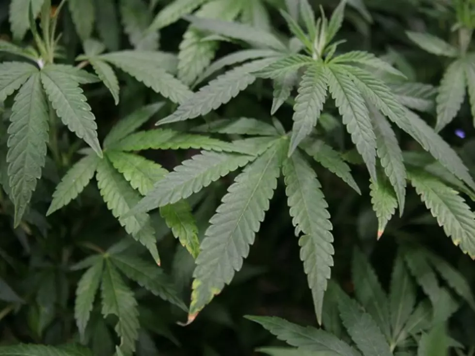 Medical Marijuana Provider Trial Begins