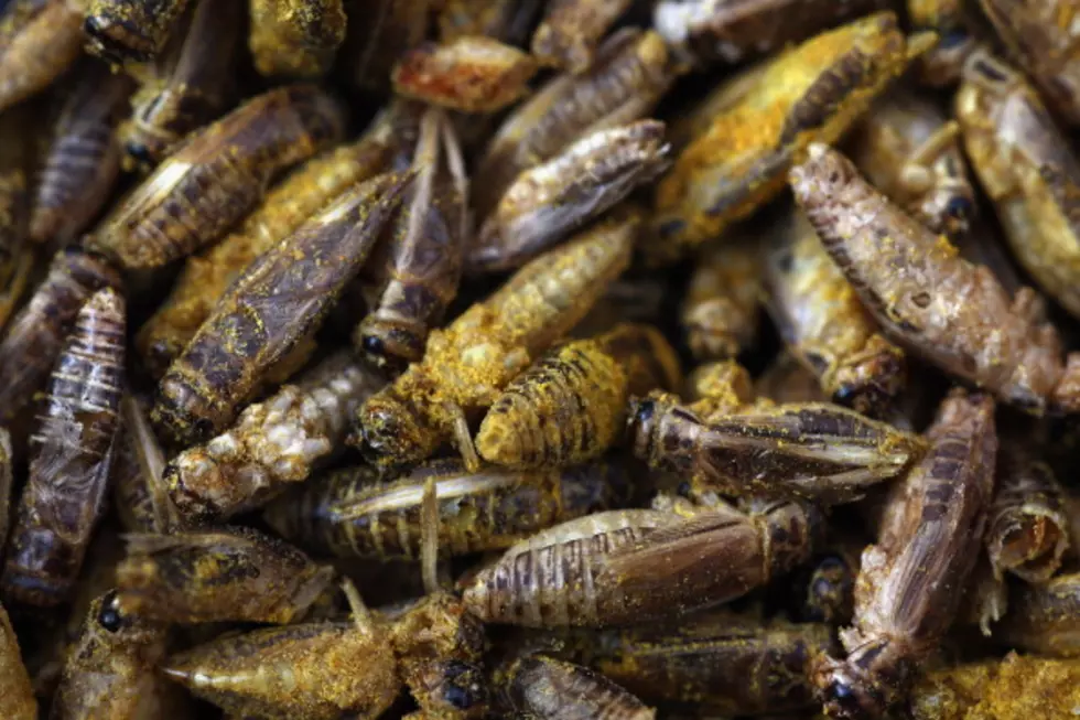 Oh, Those CRAZY French — Insects Are On The Menu