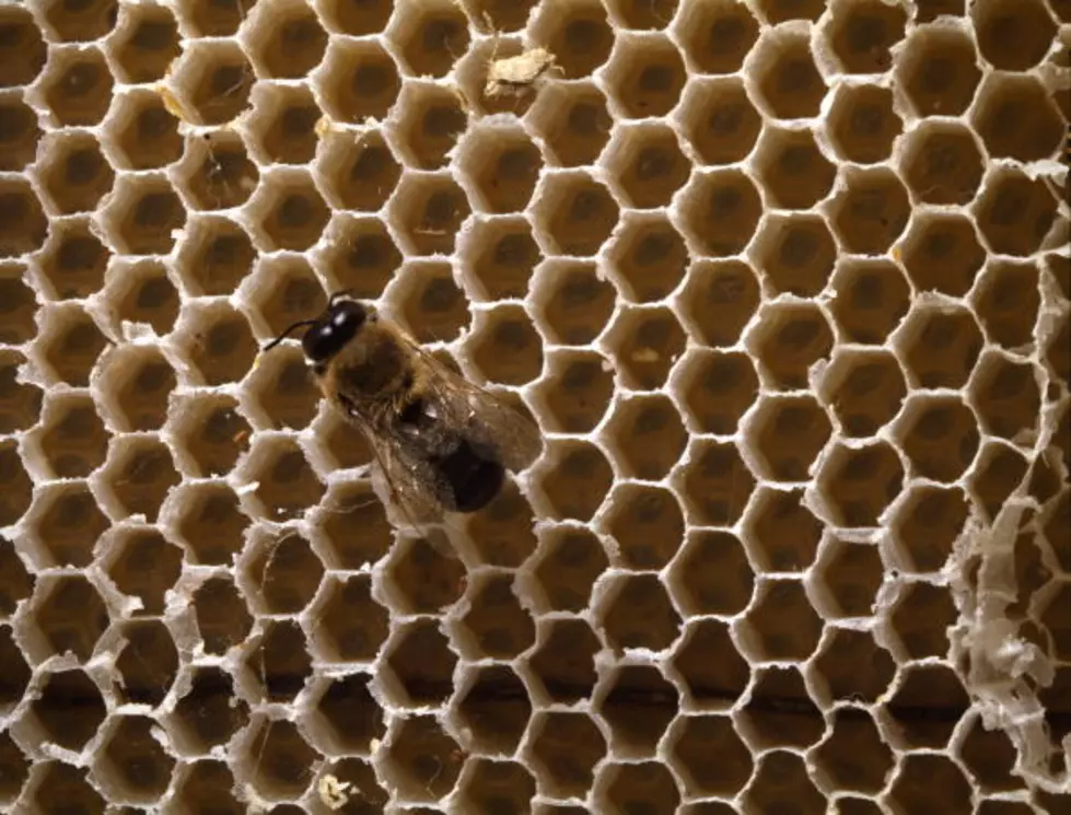 Montana Honey Producers Hope For Better Season In 2014