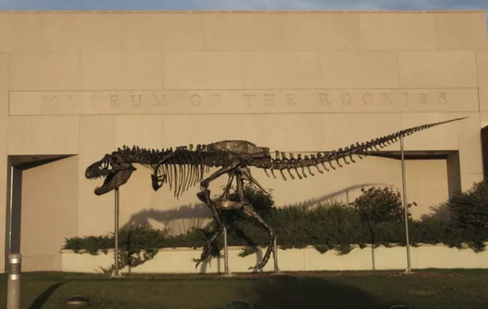 Museum of the Rockies Unveiling New T. Rex Exhibit