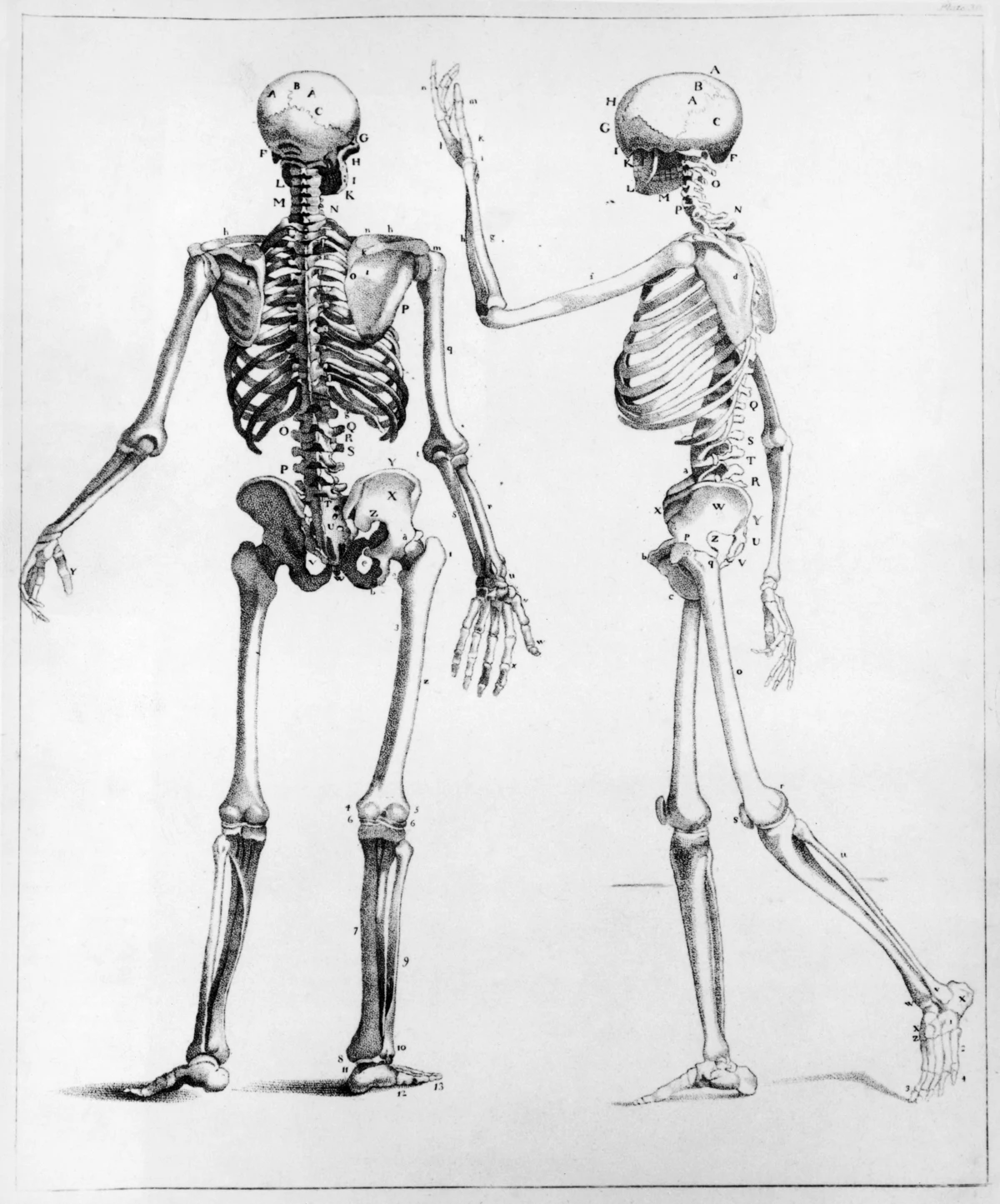 Bone works. Скелет человека референс. Скелет девушки анатомия для рисования. Скелет человека живопись. Скелет анатомия, с цветами.