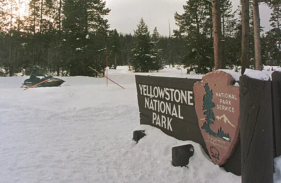 The Canada Lynx Has Recovered