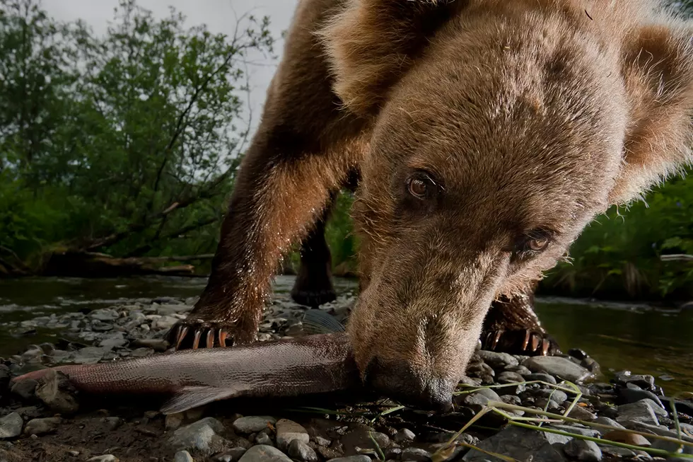 UM Grad Student Grabs Cover Story of &#8216;Ecology&#8217; Mag on Bears