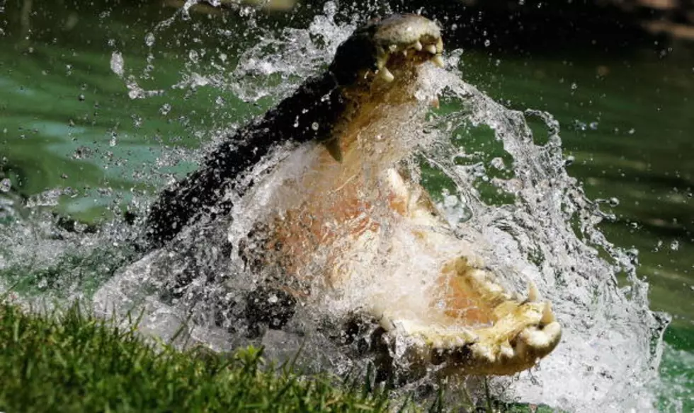 Crocodiles Invade Museum of the Rockies