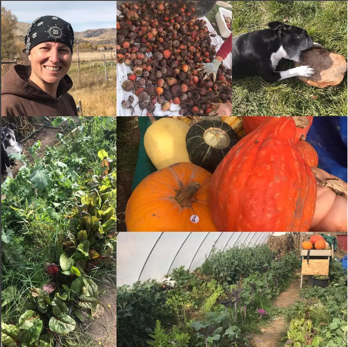 How To Get Farm Fresh Produce Without The Work [Listen]