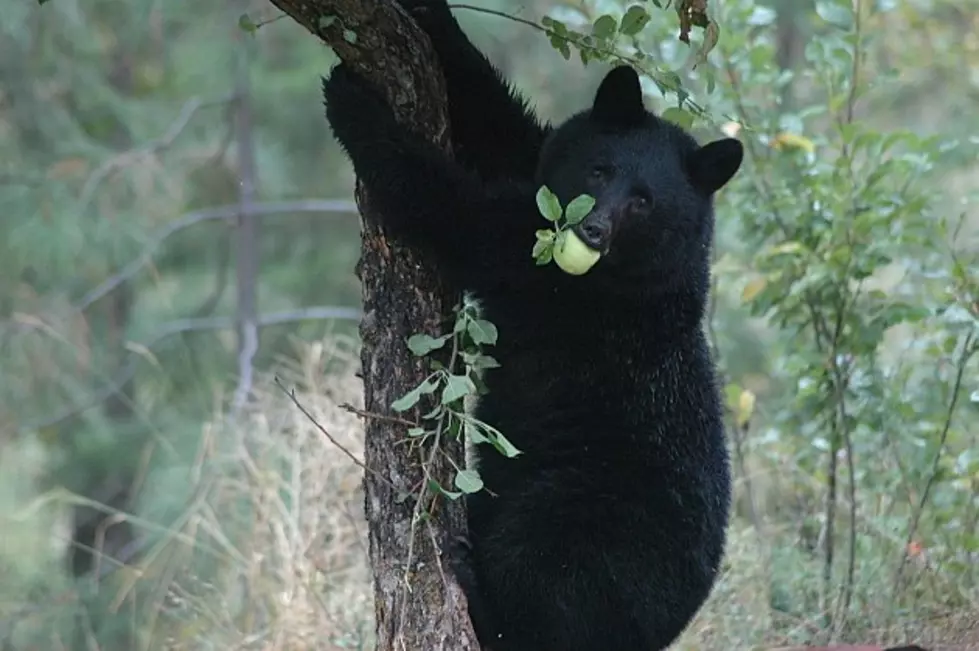 Black Bear Killed in Glacier National Park Hazing Effort