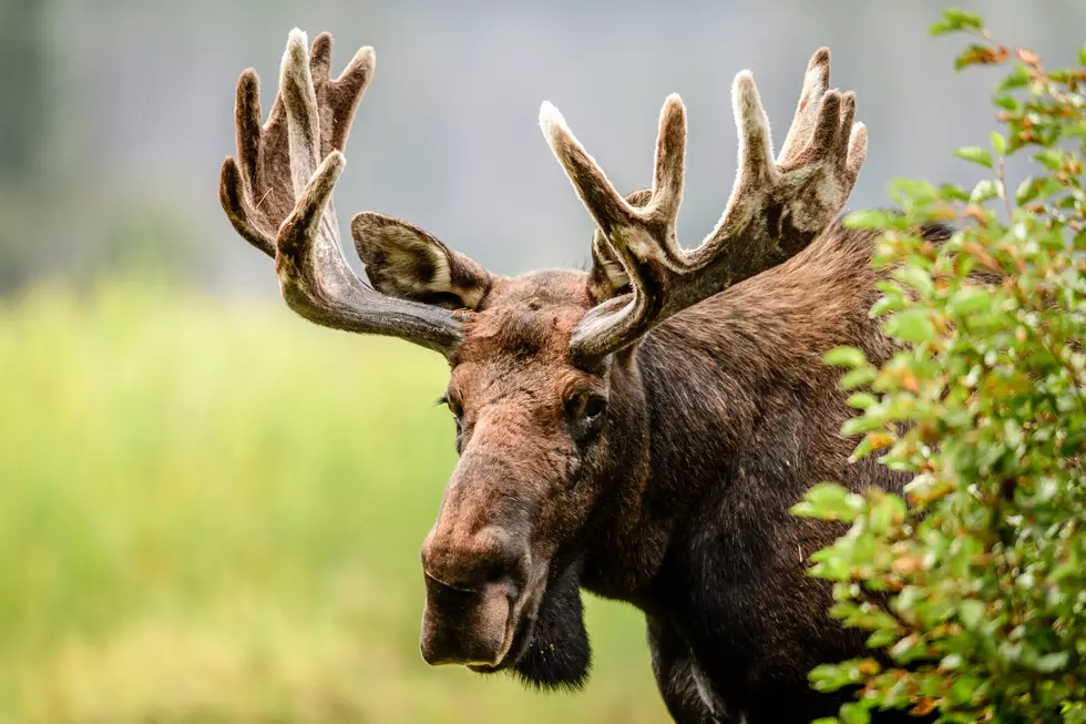 FWP Seeking Information on Poached Bull Moose