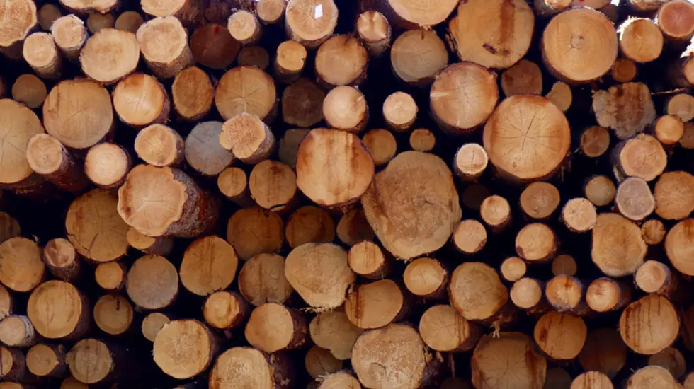 Judge Rules Against Bozeman Logging Opponents