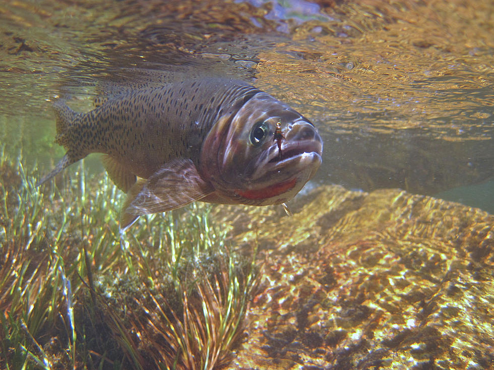 Biologists Update Montana Fish Guide With New App