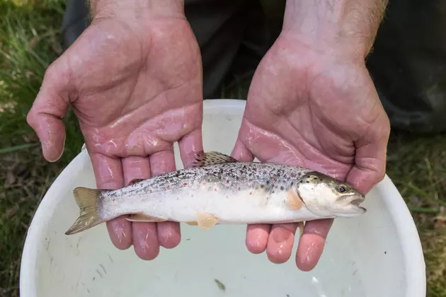 Mining Waste Contaminants Suspected in Montana Fish Kill