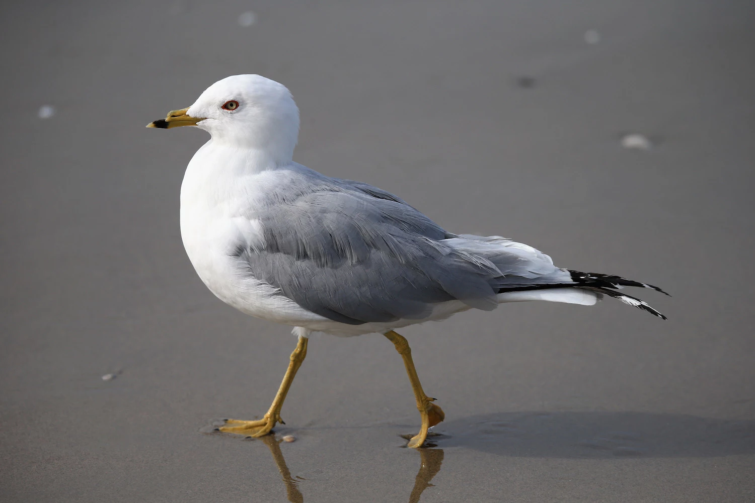 The 5 Seagulls You'll Find on New Jersey Beaches