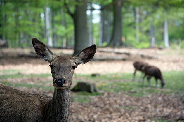 Michigan in Top 10 For Deer-Related Crashes