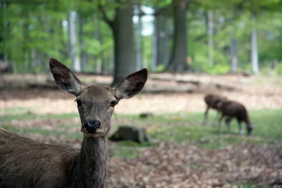 Soccer-Loving Deer Runs Across Field, Shoots and Scores