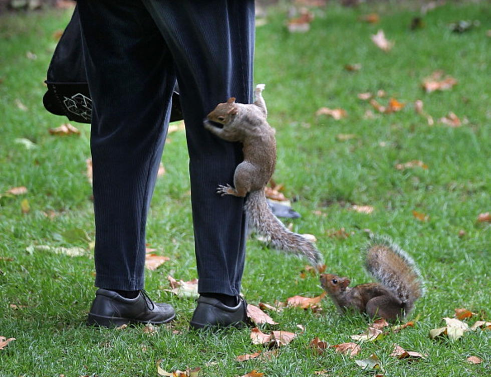 Squirrels Attack in Bennington