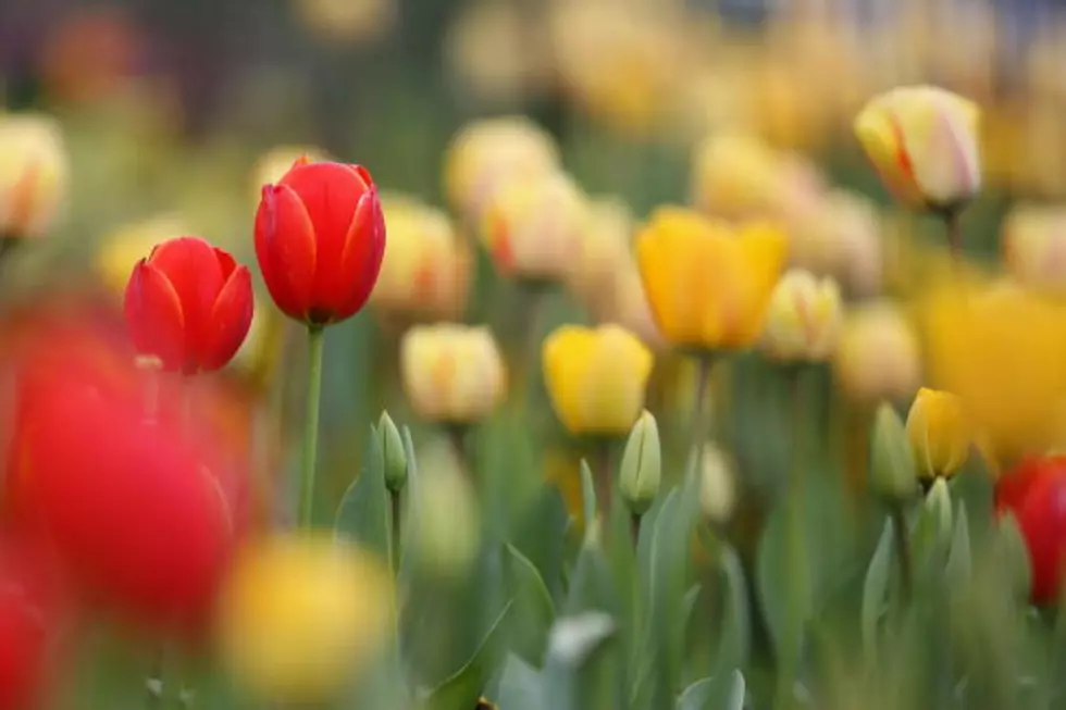 Do This With Mom This Mothers Day: Tulip Festival