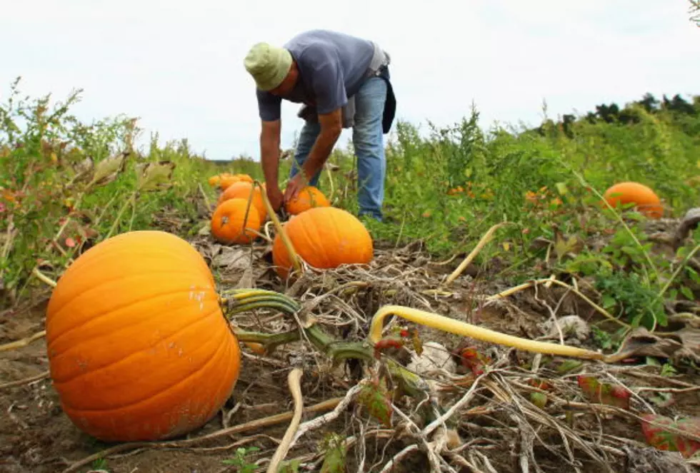 Pumpkins and Locally Grown Vegetables Are Available On A Closed Road