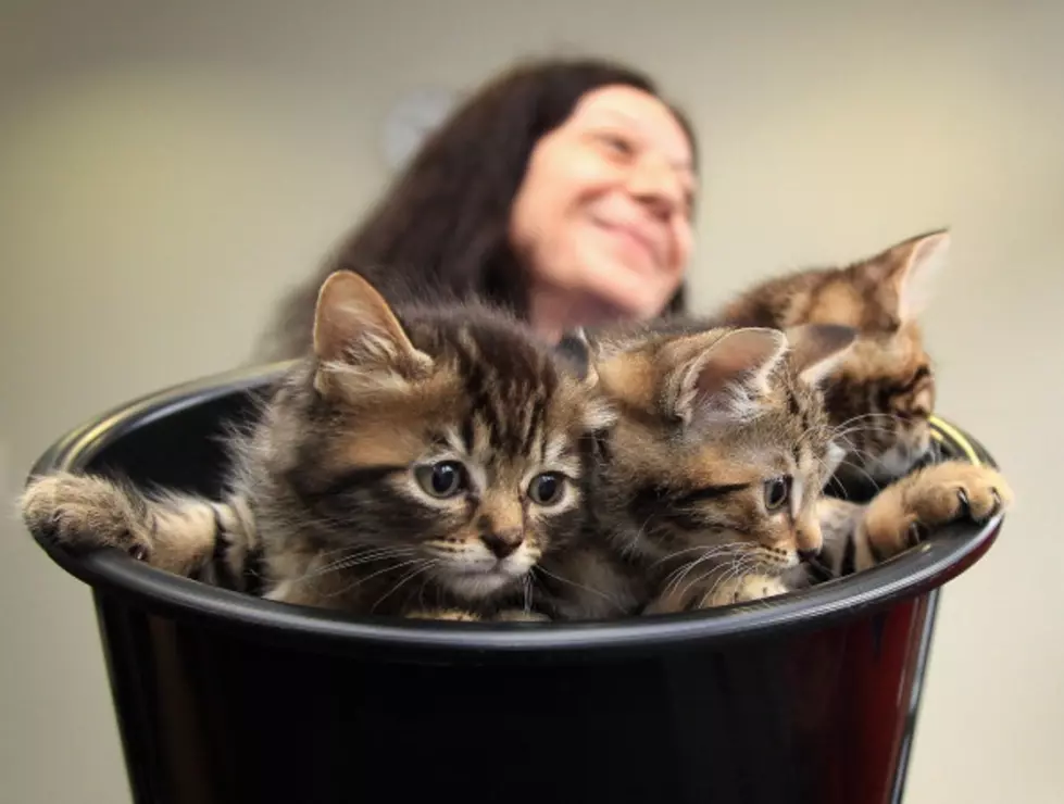 Three Kittens Found in Dumpster Outside Albany