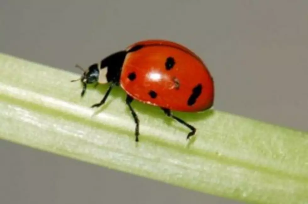 New York State Welcomes Back Our Offical Insect &#8211; The Nine Spotted Ladybug