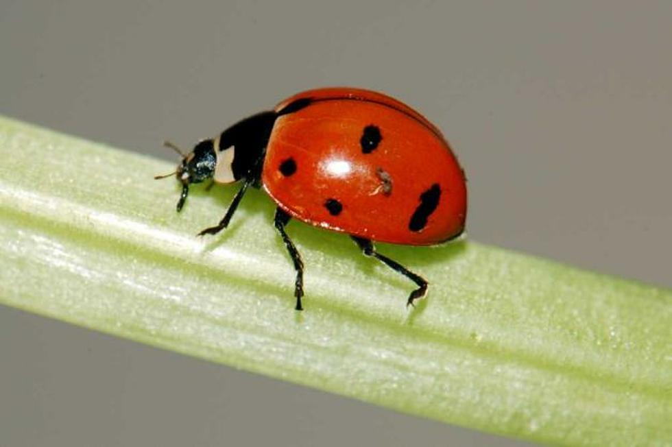New York State Welcomes Back Our Offical Insect – The Nine Spotted Ladybug