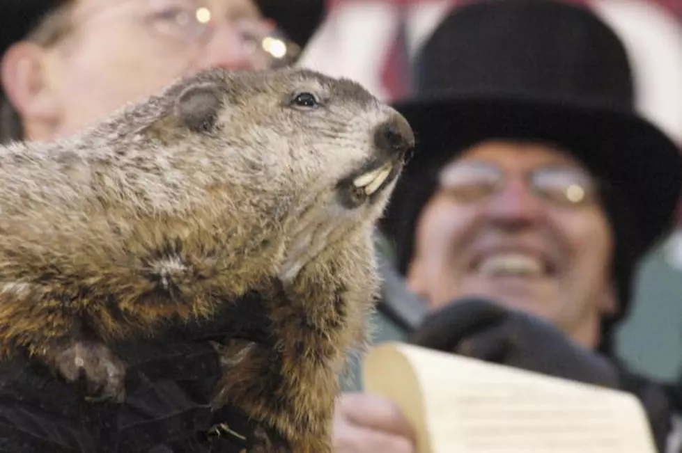 Upstate Police Sick Of Winter Attempt To Arrest Groundhog(PIC)