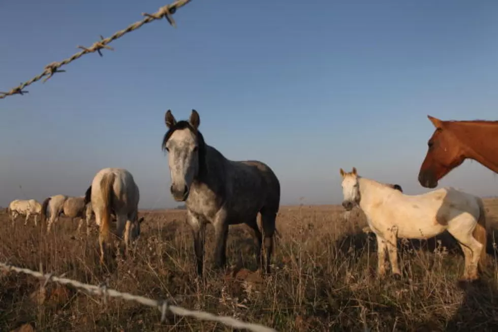 Missing Horses Return to Niskayuna Home