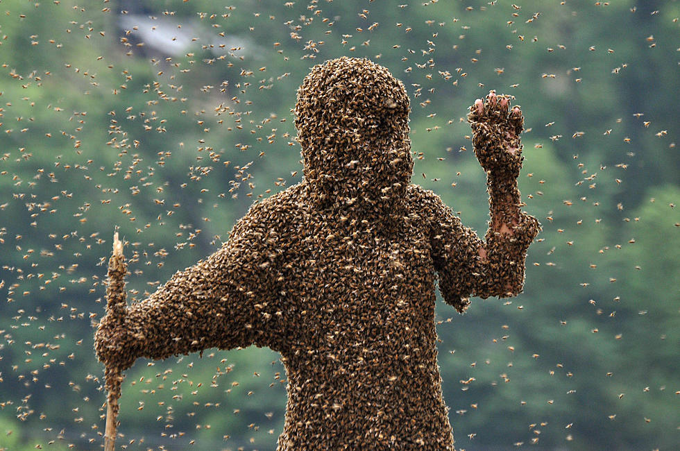 Are You Seeing A Ton Of Bees Lately?  Not Like This Guy, I Bet [VIDEO]