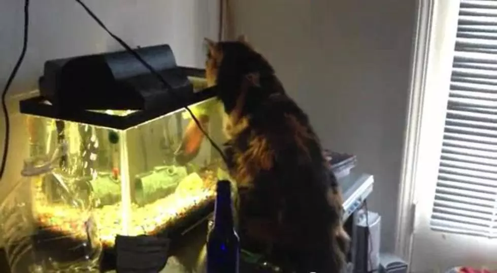 Cat Versus Fish – Todays YouTube Treasure [VIDEO]