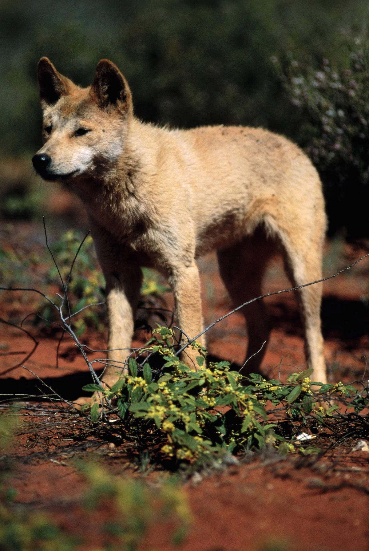 Did The Dingo Eat The Baby Or Not? Shocking Coronerâ€™s Report Revealed