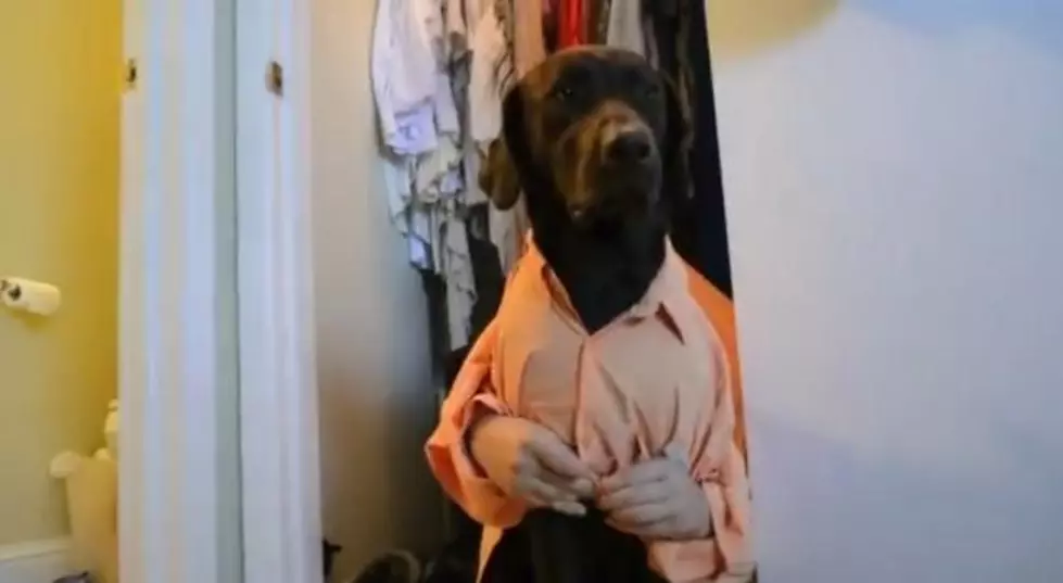 Hysterical Video Of A Dog Day Morning [VIDEO]