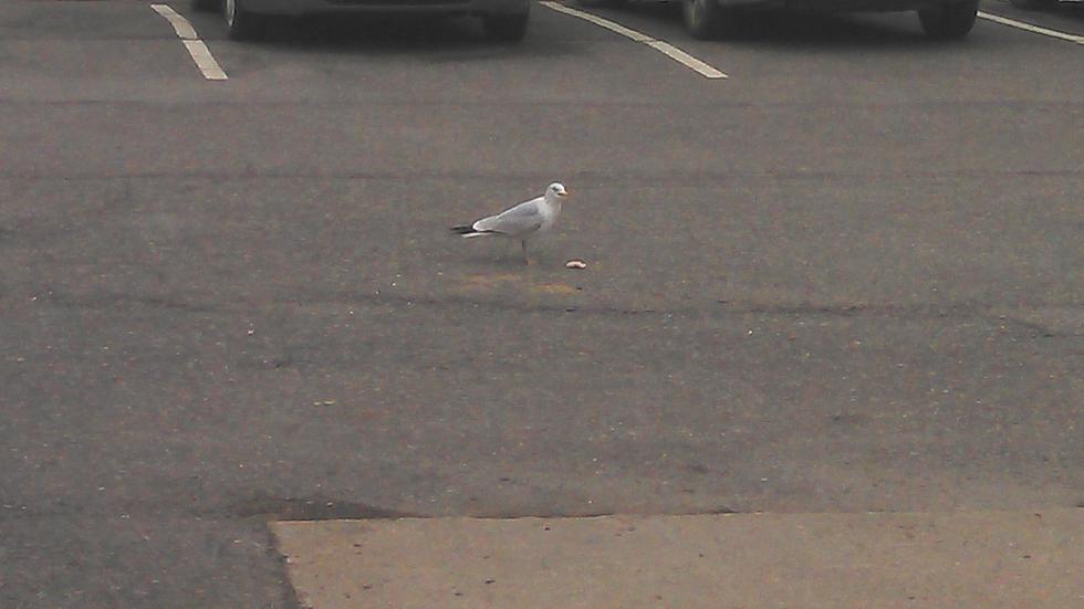 First Dump Gull Of The Year In WGNA Parking Lot – Spring Is Here