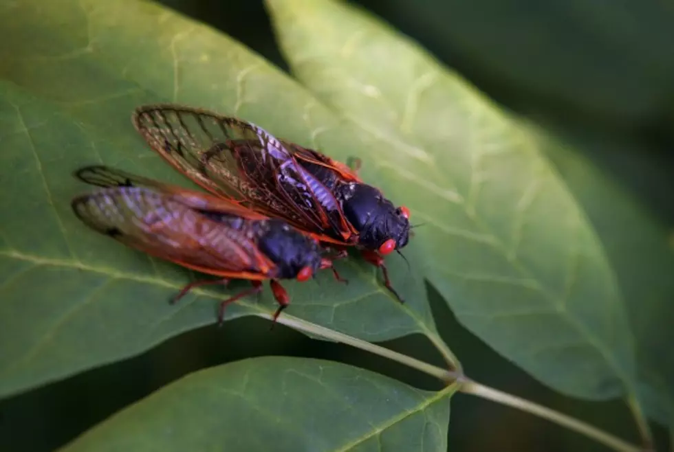 Eating Cicadas