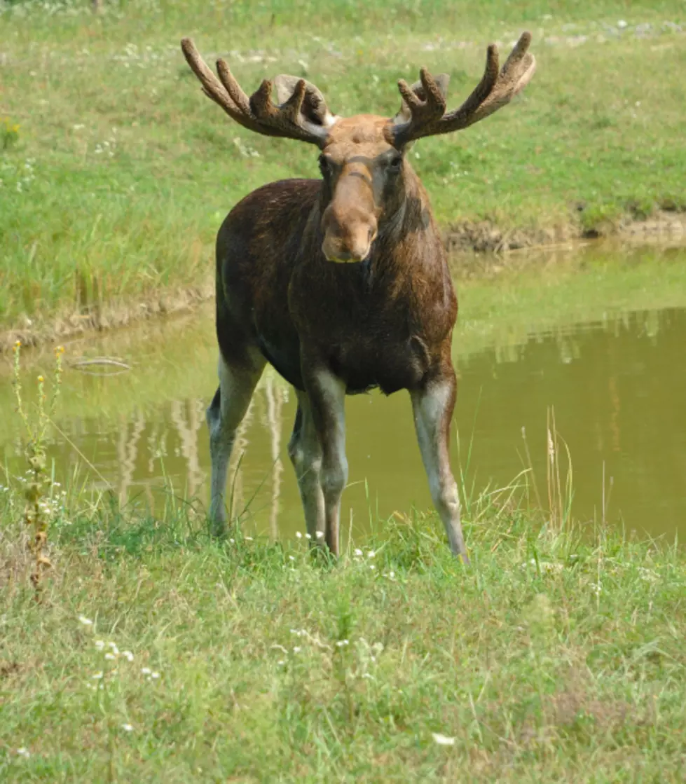 Moose No Longer Loose In Clifton Park