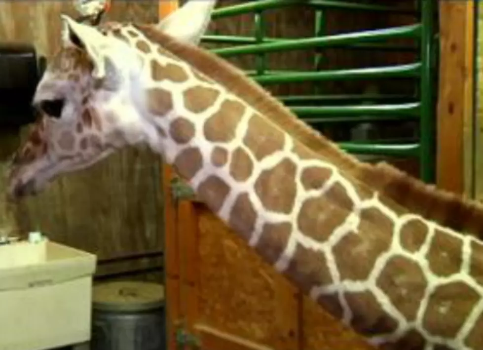 A New Baby Giraffe Comes To The Adirondack Animal Land In Gloversville [VIDEO]