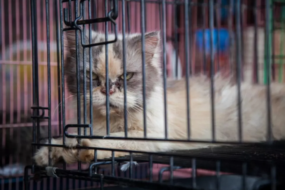 Neighbor’s Cats Allegedly Baited And Trapped By Cobleskill Man
