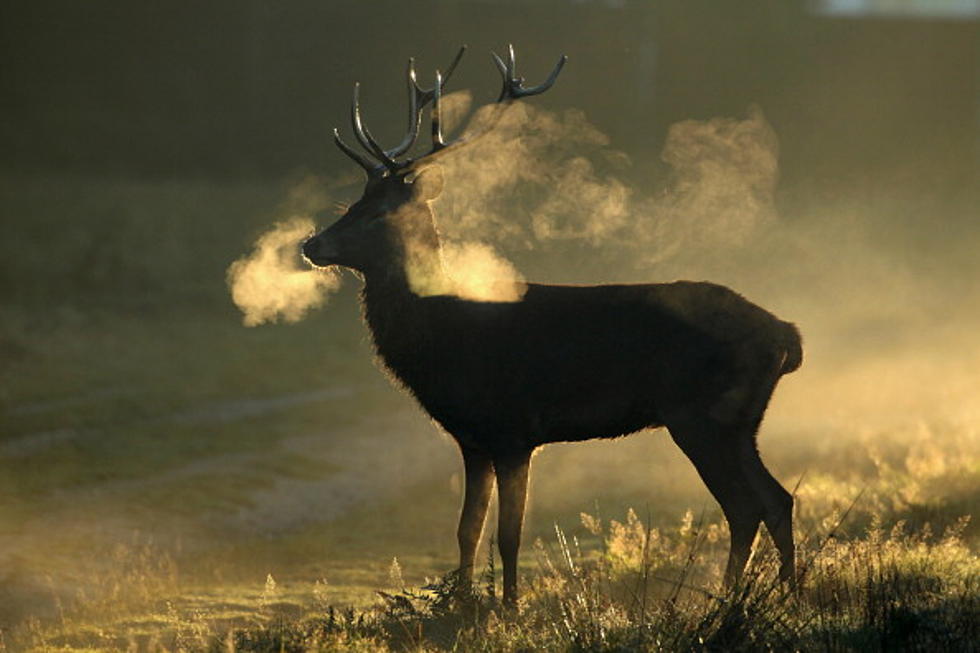 Buck Poacher In Washington County