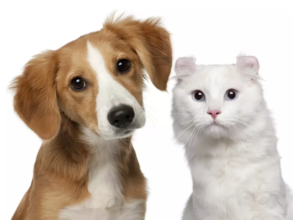 Brand New Pet App Could Save Your Furry Friend