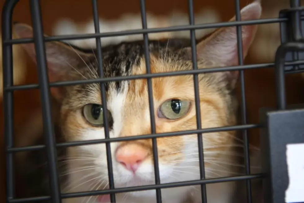 Waterford Woman Arrested For Allegedly Abandoning Cats
