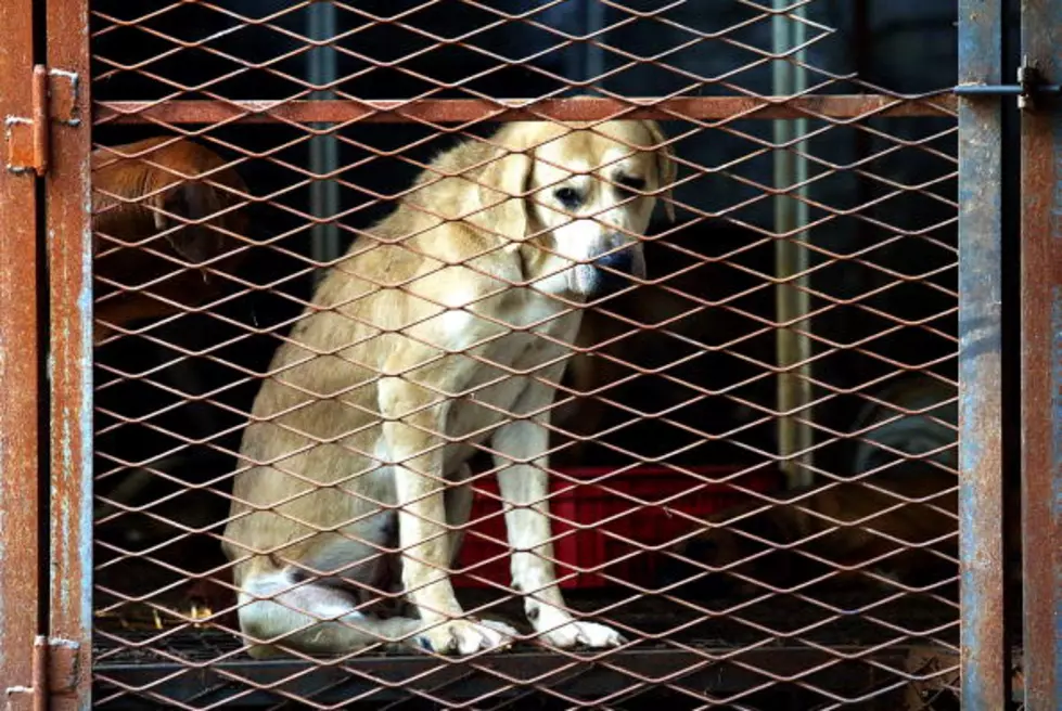 Court Order Delays Dog Adoptions