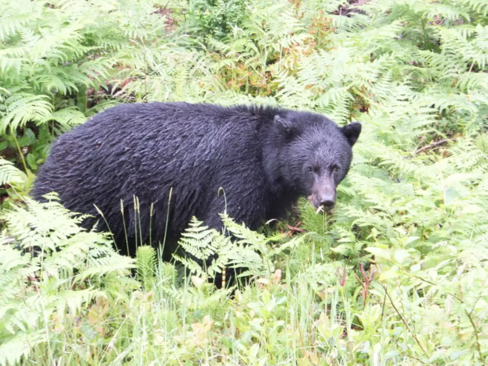 Black Bear Sighting In Saratoga